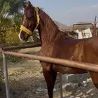 حصان جزيري
