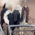 معزا حليب ومقرعه