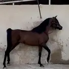 فحل مصري منتج و متاح للتشبيه لوجه الله