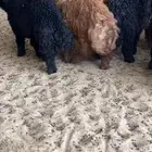 ذبايح عرب طيبههه