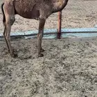 قعود شحم