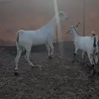 غنم بيشية
