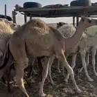 حشو للبيع
