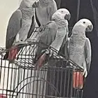 فروخ كاسكو للبيع