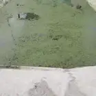 عدس الماء بديل العلف