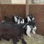 4 جفار مقرعات. وتيس فحل تاسيس مراح. تم البيع