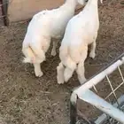 ذبايح