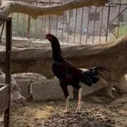 طقم ديك باكستاني واناث فارسي مستوى عالي