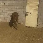 بقره بلديه   بقره مهجنه بلدي مع جرسي