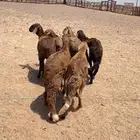 سواكن حمريات