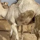 حشوان واصله من البر ونظاف مشروطه وفل الفل