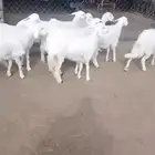 11 رخل