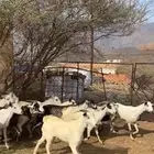 معزا جنوبيات دفيع