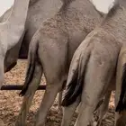 قعدان مستورده مرابي 4 شهور