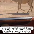للبيع الضروبه عازل بنتها وعلى جميع الشروط