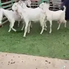 للبيع معزا مشاريك ثنوات