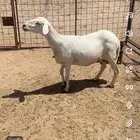 شاه دافع