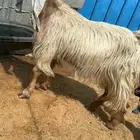 عنز مشروكه عارضيه