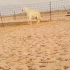 فحل حري صنف مشروط