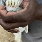 خروف فحل حري