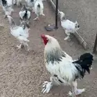 دجاج للبيع