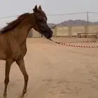 مهره واهو فاخرة للبيع