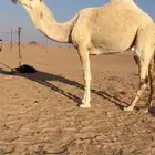 ثنيه ضروبه كفو