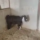 ماعز قزم وتيس