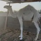 للبيع قعود طايش