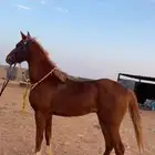 حصان شعبي