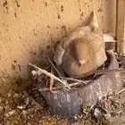 زوج شامي كفو