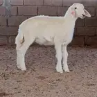 رخل حريه صنف