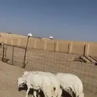 للبيع 3طليان اتواصل مع ارقم الموجود انا مجرد معلن 055739453