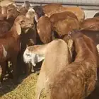 سواكني وبرابر للبيع