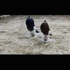 زوج نفاخ مسوبع