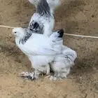 براهما كولمبي
