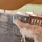 فحل طلي مشروط