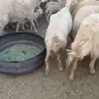 للبيع حريات مراح واحد العددحول 100