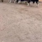 رخال نجد والد صنف