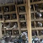 حمام فرنسي 55 جوز