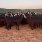 معزا