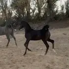 مهر ادهم ابن نيروز