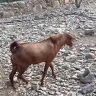 تيس ادهم فحل للبيع