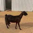معزا دفيع