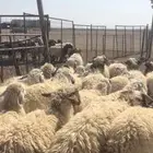 خرفان نعيم