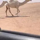 للبيع بكره طيبه