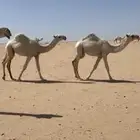 بكار مفاريد