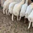 البيع بهم رفيد وحري