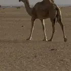 ابل للبيع شعلا رباع وحمراء شاق