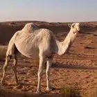 باتلية اللقحه